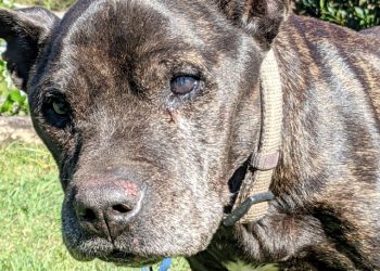 When is the right time to euthanise your old pet?