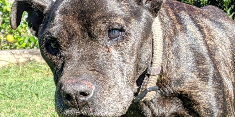 When is the right time to euthanise your old pet?