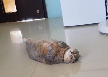 The orange cat turned out its belly, unexpectedly like a seal, and has never succeeded in losing weight many times