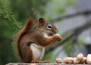 What smells are squirrels afraid of?