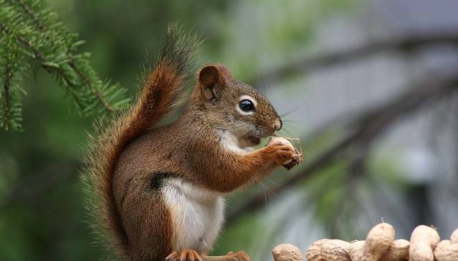 What smells are squirrels afraid of?