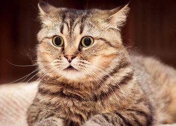 One of the smallest cats in the world, whose hunting ability is three times that of a lion, is banned from all over the world