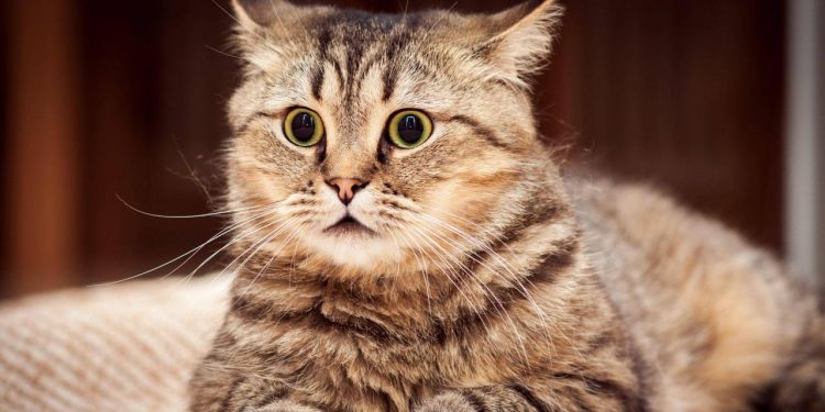 One of the smallest cats in the world, whose hunting ability is three times that of a lion, is banned from all over the world