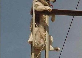 The husky disappeared, and the owner hurriedly went out to look for it, and suddenly there was a dog barking above his head: “Master, help!”