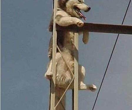 The husky disappeared, and the owner hurriedly went out to look for it, and suddenly there was a dog barking above his head: “Master, help!”