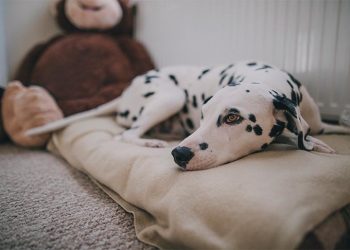 Dalmatian laying on its dog bed at home, bored and lonely.