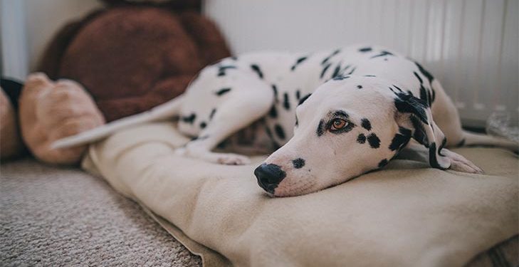 Dalmatian laying on its dog bed at home, bored and lonely.