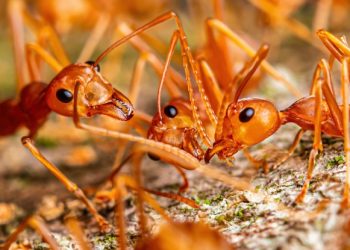 Massive Fire Ant Infestation in Hawaii Is Largest on Record, Officials Warn