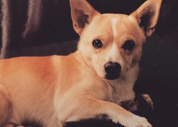 Alex Wolf adopted Gino, the world’s oldest living dog, on Sept. 27, 2002, in Boulder, Colorado.