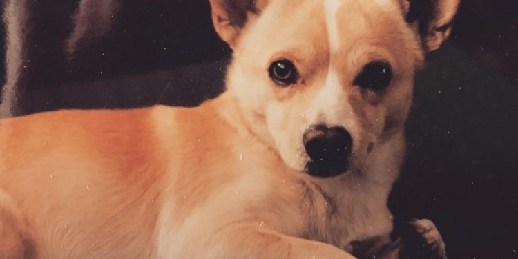 Alex Wolf adopted Gino, the world’s oldest living dog, on Sept. 27, 2002, in Boulder, Colorado.
