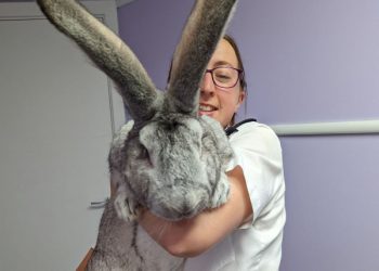 Rabbits can actually understand human language