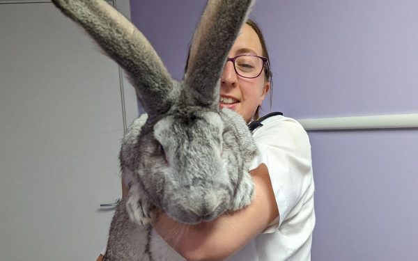 Rabbits can actually understand human language