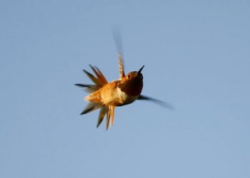 Hummingbird hitches 500-mile car ride to warmer weather