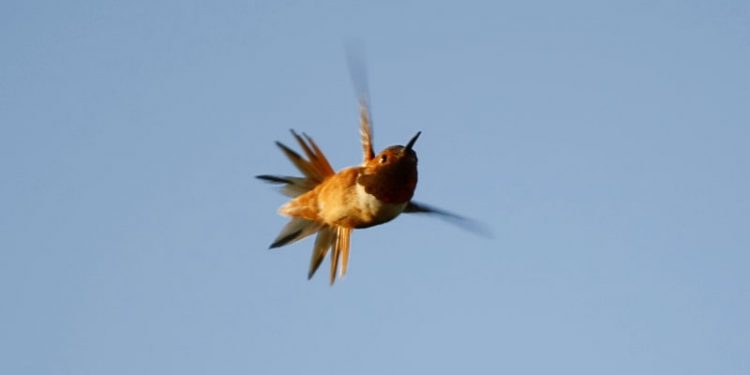Hummingbird hitches 500-mile car ride to warmer weather