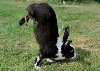 ACROBATIC RABBITS