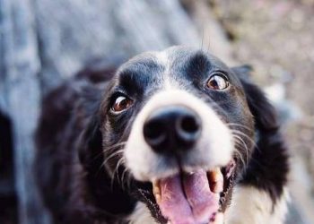 What do dogs think when they are hit?