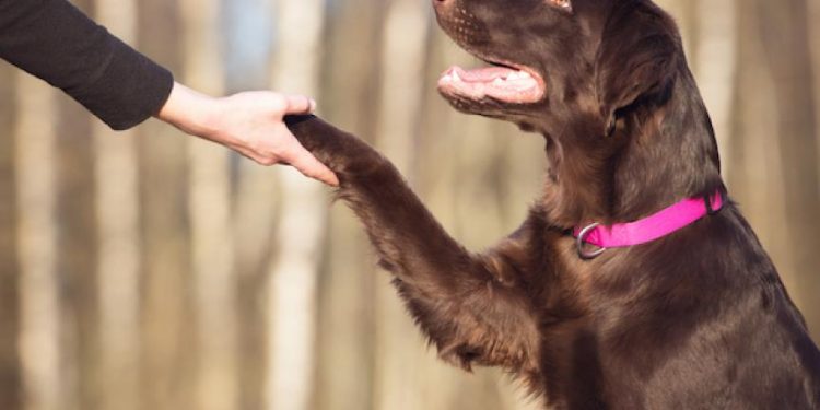 Dog 101: How to Train Your Dog