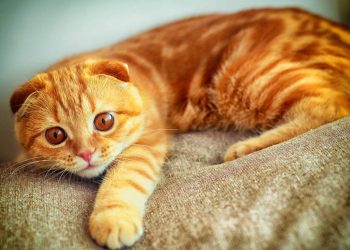 How to make cat litter