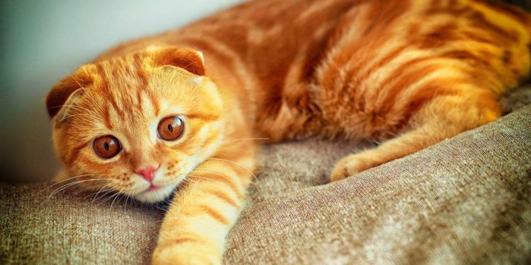 How to make cat litter