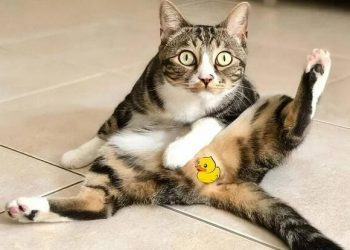 9 characteristics of cats before they get sick!