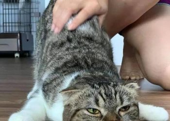 Why do cats like to be spanked? Decrypt 4 reasons