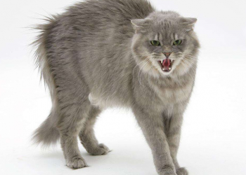 what happens when a kitten is frightened