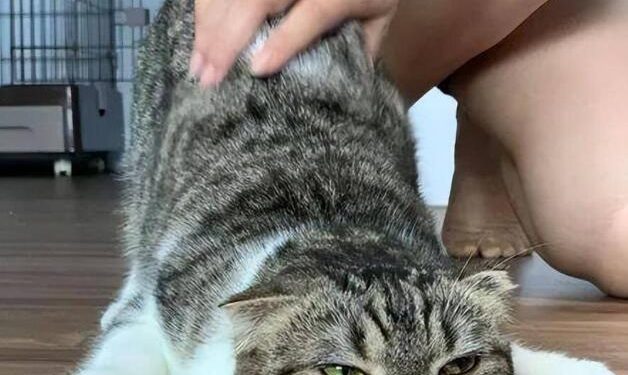 Why do cats like to be spanked? Decrypt 4 reasons