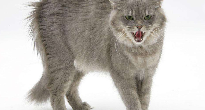 what happens when a kitten is frightened