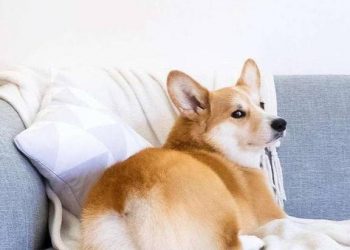 Why doesn’t a corgi have a tail?