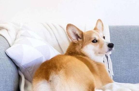 Why doesn’t a corgi have a tail?