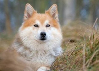 What are the breeds of talented shepherd dogs? What are their characteristics?