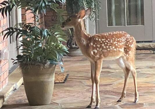 Deer Makes Surprise Visit To Famous Friend Who Cared For Him As A Baby