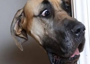 Why do some dogs like to hide from their owners?