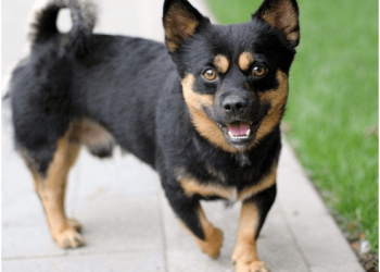 Dogs feel stressed sometimes