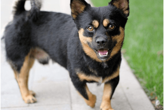 Dogs feel stressed sometimes