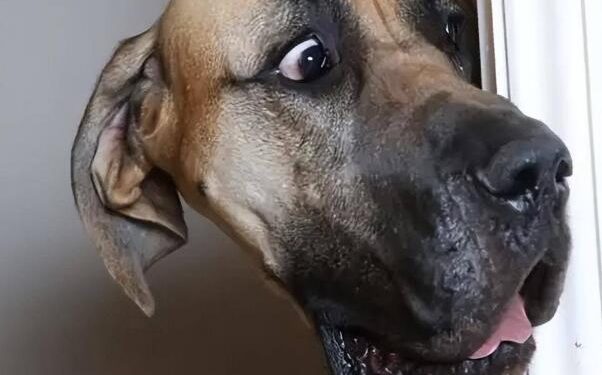 Why do some dogs like to hide from their owners?