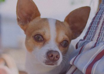 Common sense that novice dog owners must know