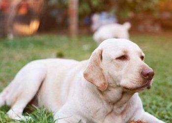 What do dogs do when they enter old age?