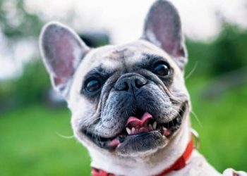 Are Dogs Colorblind?