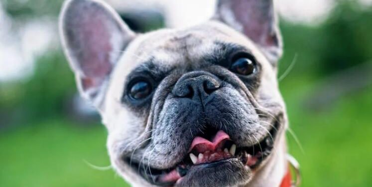 Are Dogs Colorblind?