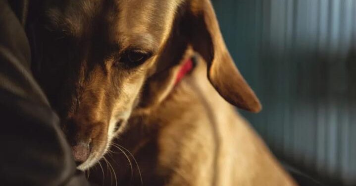 Bonfire night: How to keep your pets calm during fireworks