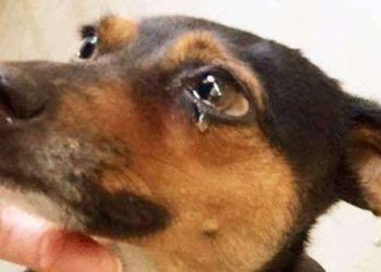 Does a stray dog know it’s a stray?