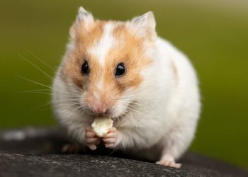 WHY HAMSTERS CAN’T THROW UP