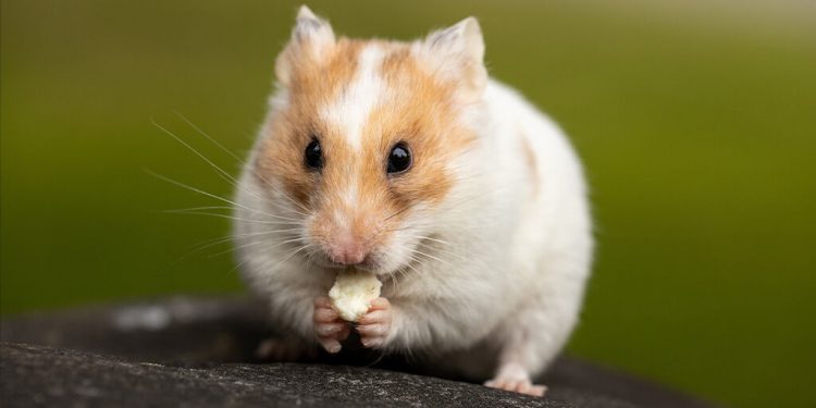 WHY HAMSTERS CAN’T THROW UP