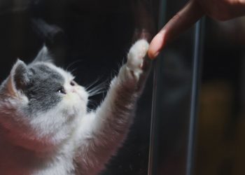 TEACH YOUR CAT TO GIVE A HIGH FIVE