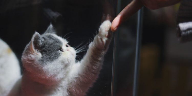TEACH YOUR CAT TO GIVE A HIGH FIVE