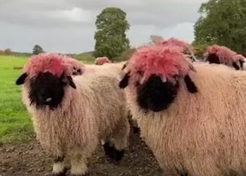 South Yorkshire sheep sport bright pink wool after feeder mishap