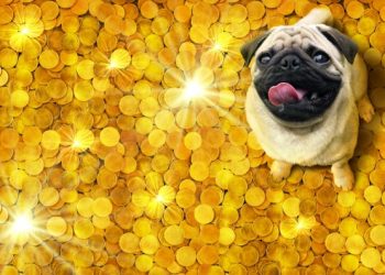 How do you plan for your pet’s wellbeing if it outlives you?