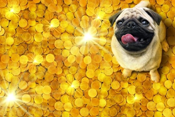 How do you plan for your pet’s wellbeing if it outlives you?