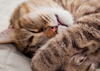 Cat’s Grumpy Reaction to Waking Up Is All of Us in the Morning